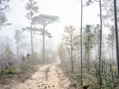 The Pines. Courtesy of Southeast Museum of Photography