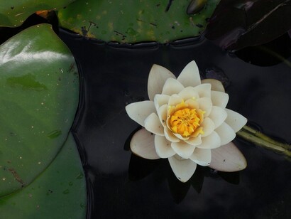 Il fiore di loto bianco