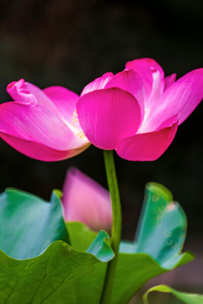 La práctica del Zen en el teatro se refleja en actores que, al liberar el cuerpo y la mente, alcanzan momentos de conexión pura con su arte