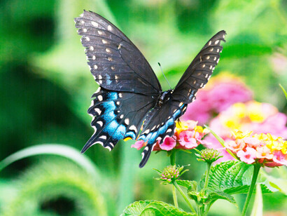 Blue Swallowtail butterfly sitting among flowers