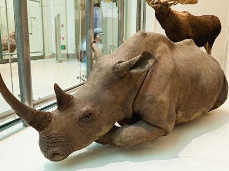 Kenneth E. Behring Family Hall of Mammals. Courtesy of Smithsonian's National Museum of Natural History