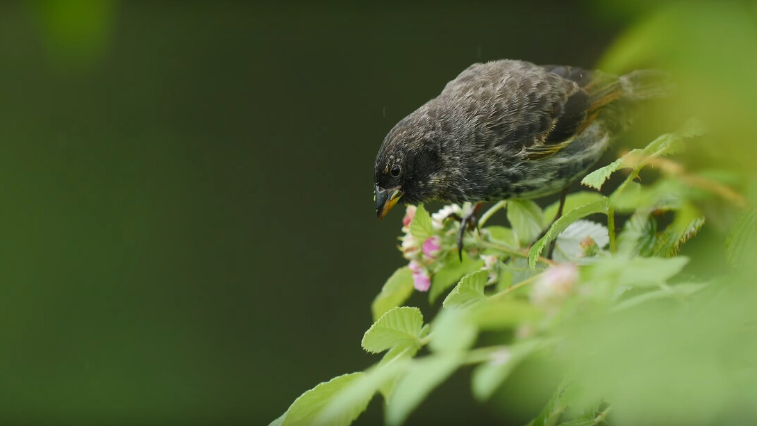 Pinzón de Darwin, especie aviar de la Isla de los Galápagos, Ecuador, que se cree inspiró a Darwin para la formulación de su hipótesis sobre los procesos de adaptación de las especies al medio ambiente que habitan
