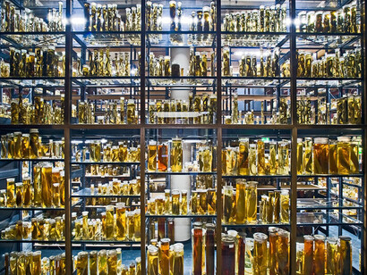 The Wet Collections. Courtesy of Museum für Naturkunde