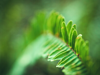 Ambientalistas: muchas personas identificadas ideológicamente con las ideas de la derecha sienten interés o se preocupan por el cuidado de la naturaleza