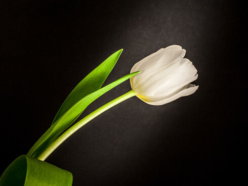 Il tulipano, regale e appassionato