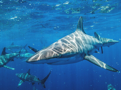 Pedro, vestido de blazer y zapatos finos, cara redonda con una sonrisa que inspira confianza, intenta ocultar las manos, mientras esconde una licenciosa actividad