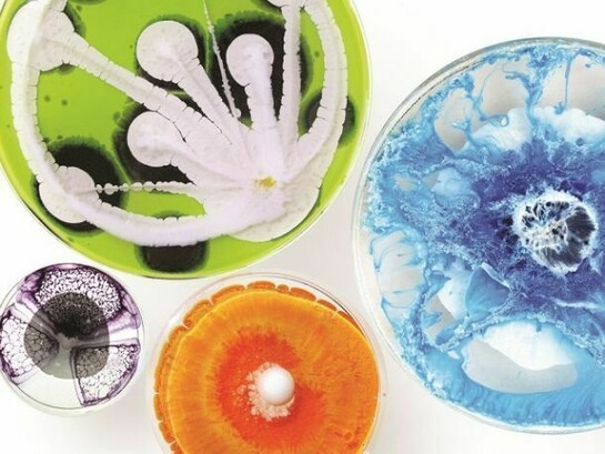 Klari Reis, Indiviual Petri dish