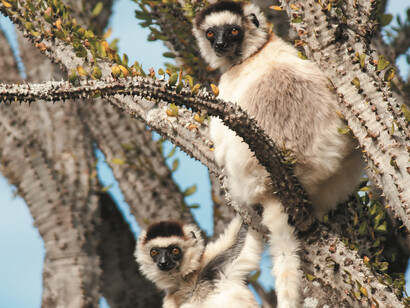 Verreaux's Sifaka © Louise Jasper