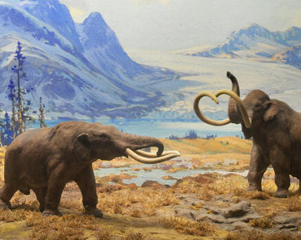 Mammals. Courtesy of American Museum of Natural History