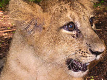 A lonely lion cub at Gir