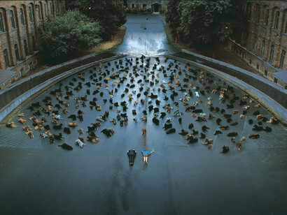 Imagen de *White God*, del director húngaro Kornél Mundruczó