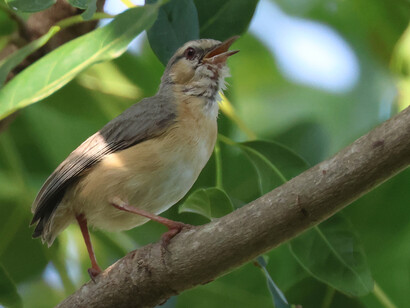 Grey-backed camaroptera in Farasuto, The Gambia © Gehan de Silva Wijeyeratne