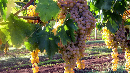 A Malvasia di Candia vineyard