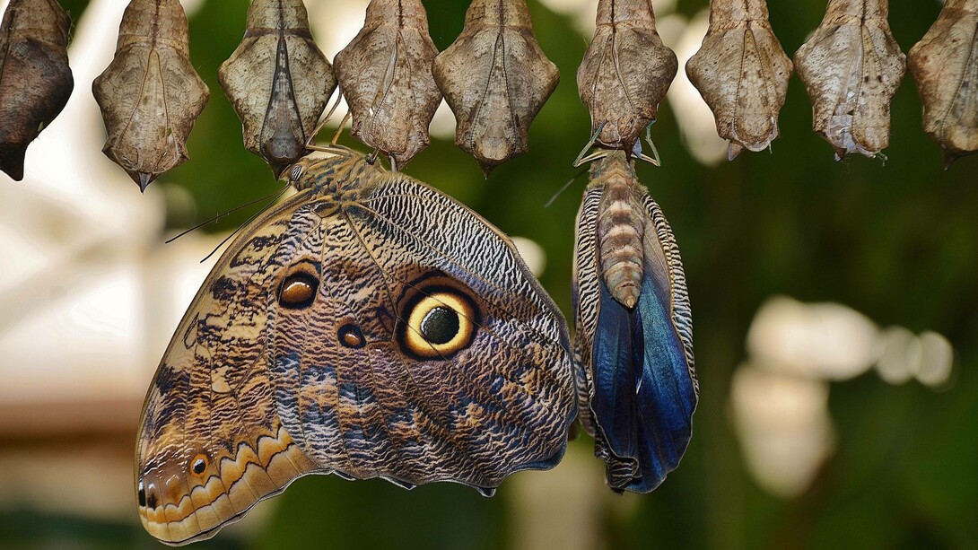 Caterpillars change into a cocoon and out comes a beautiful butterfly