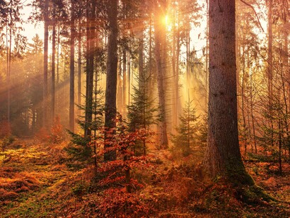 Forest therapy