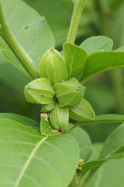 Estudos mostram que a Ashwagandha pode ser eficaz no controle de glicose e colesterol, comparável a medicamentos