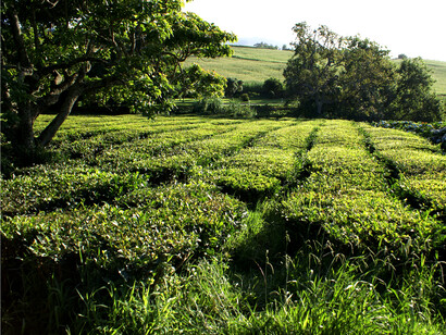 Plantação de chá verde em Açores
