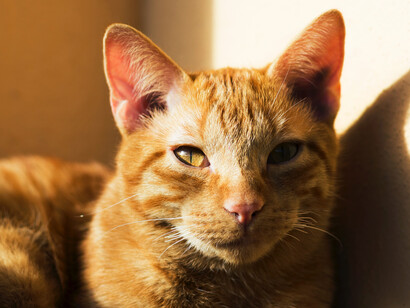 Tabby naranja tomando el sol
