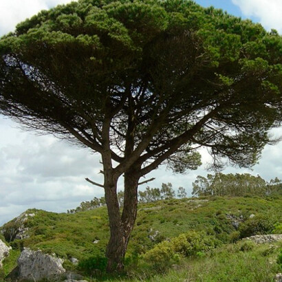 Pinheiro-manso. Todavia, somente as sementes do pinheiro-manso são comestíveis