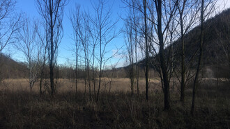 Le forme dei pioppi si apprezzano nelle giornate d'inverno
