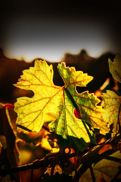 Vigneto. Anche questa zona, anche per le spettacolari virtù paesaggistiche merita una visita approfondita