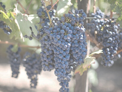 Amidst the picturesque countryside of Georgia, clusters of indigo grape berries dangle gracefully in the vineyard, waiting to be transformed into the region's renowned wines