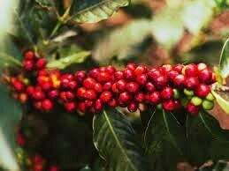 Grãos de café. O cheiro, inconfundível e acolhedor, se mistura aos aromas da terra, das flores e da vegetação. Cada gole de café traz consigo a história e a tradição de um povo que se dedica com paixão a essa fruta, oferecendo aos sentidos uma vivência única que fica marcada para sempre
