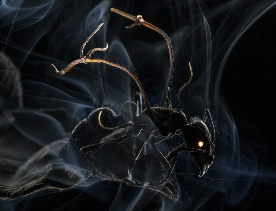 Anand Varma, USA, for National Geographic Magazine - First Prize Nature Category, Stories