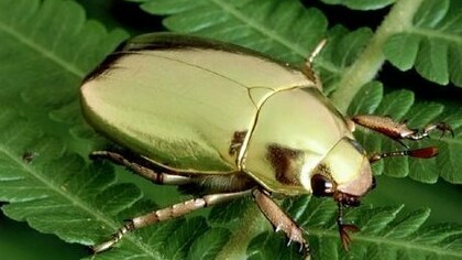 Plusiotis resplendens