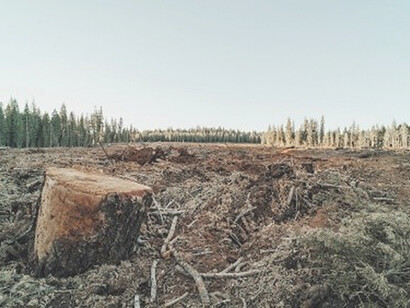 Amidst the green grass, a forlorn brown tree log speaks of deforestation's toll