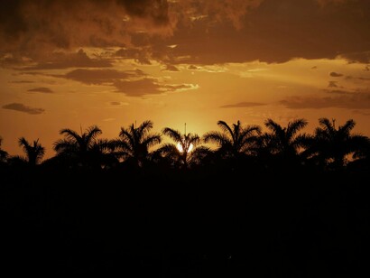 The sun disappearing on the horizon, behind a line of palm trees