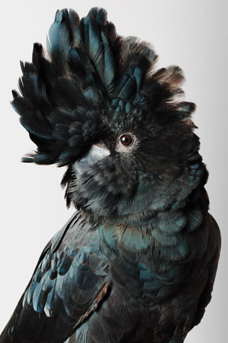 Leila Jeffreys, 'Pete' Red-Tailed Black Cockatoo, 2012, Photograph on archival fibre based cotton rag paper, Ed 6, 140 x 111 cm or Ed. 50 91 x 72 cm