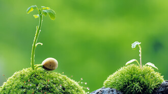 A new life