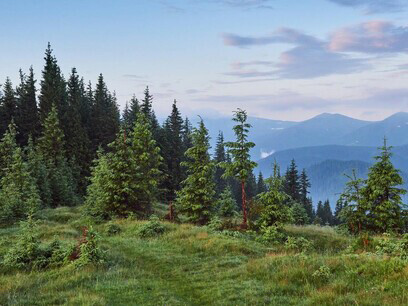 Bosque de cedros y montañas