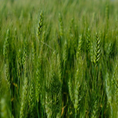 Il grano cresce meglio in un terreno sano e fertile, nutrito solo con sostanze naturali e lavorato nel rispetto dell’ecosistema