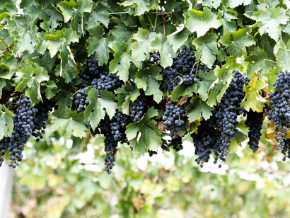Black Grapes