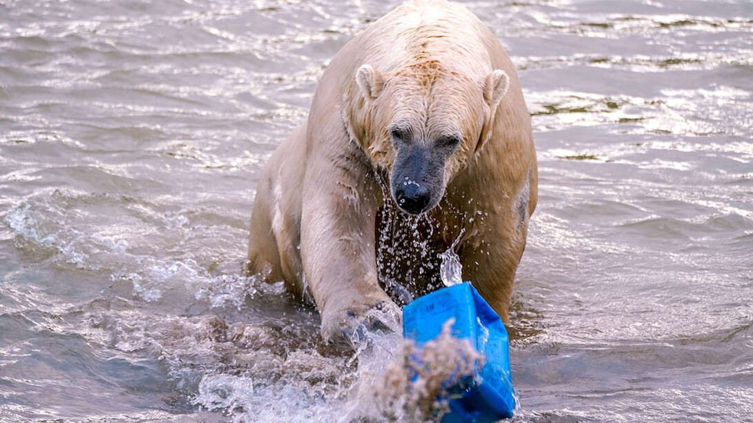 A distressed polar bear struggling in polluted waters, entangled by a disheartening sight of a blue plastic bag