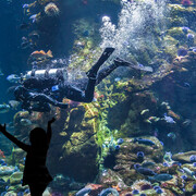 California Coast. Courtesy of California Academy of Sciences