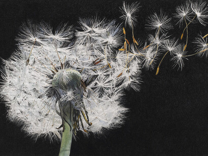 Rosie Sanders, Blow, Charcoal and watercolour on Khadi paper, 77 x122cm/30.25ins x 48ins