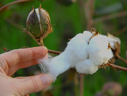 80% do algodão cultivado em cada um dos nove estados produtores de algodão da Índia é genéticamente modificado