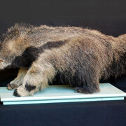 Zoología Vertebrados. Courtesy of Museo de La Plata