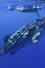 Photos: Whale Shark Tours, Isla Mujeres Adventures.