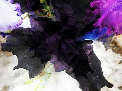 Edoardo Romagnoli, Iris duplex_9727/28 (dettaglio), 2011, stampa su carta, Hahnemuehle Photo Rag 308 gr, 100 x 150 cm, Ex 1/7 + p.d.a.