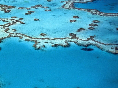 Una serie di problemi stanno mettendo in pericolo le barriere coralline