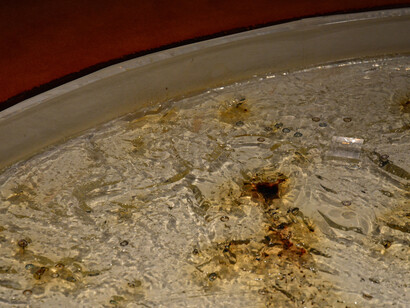 Anicka Yi. Courtesy of WCMA