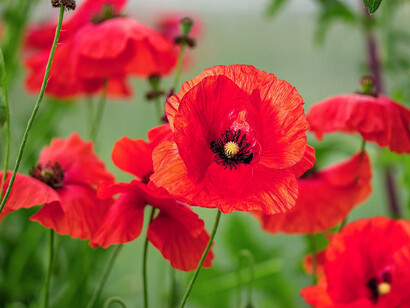 Acercamiento a un campo de amapolas