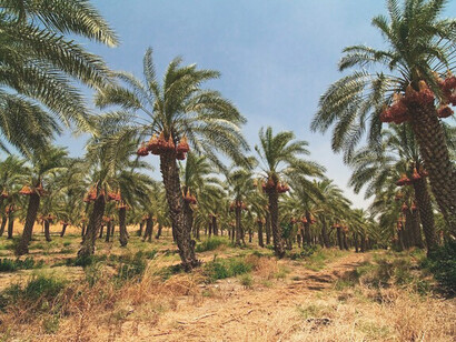 Date palm tree orchard, Morocco. Palm date is a symbol of generosity and a source of living 