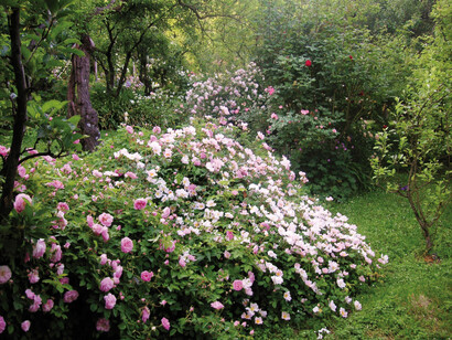 Ogni stagione garantisce emozioni: qui sono raccolte ben 200 varietà di rose; oltre alle antiche ci sono numerose varietà inglesi e moderne che fioriscono anche in estate e in autunno. Foto di Enzo Valenti