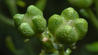 La ruta, erba di maghe e streghe