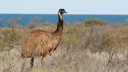 Dromaius es un género de aves Casuariiformes de la familia Dromaiidae conocidas coloquialmente como emú